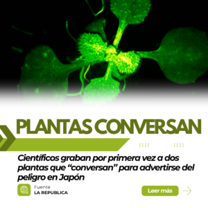 Plantas conversan